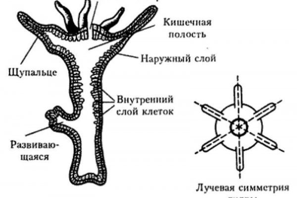 Kraken зеркало даркнет