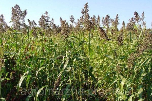 Кракен актуальная ссылка тор