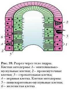 Kra29.at