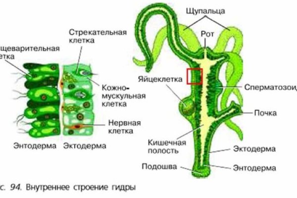 Кракен почему не заходит